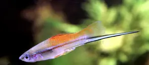 Female Swordtail Fish Available
