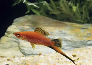 Female Swordtail Fish Available