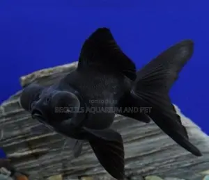 Quality Black Moor Golden Fish’S