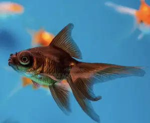 Quality Black Moor Golden Fish’S