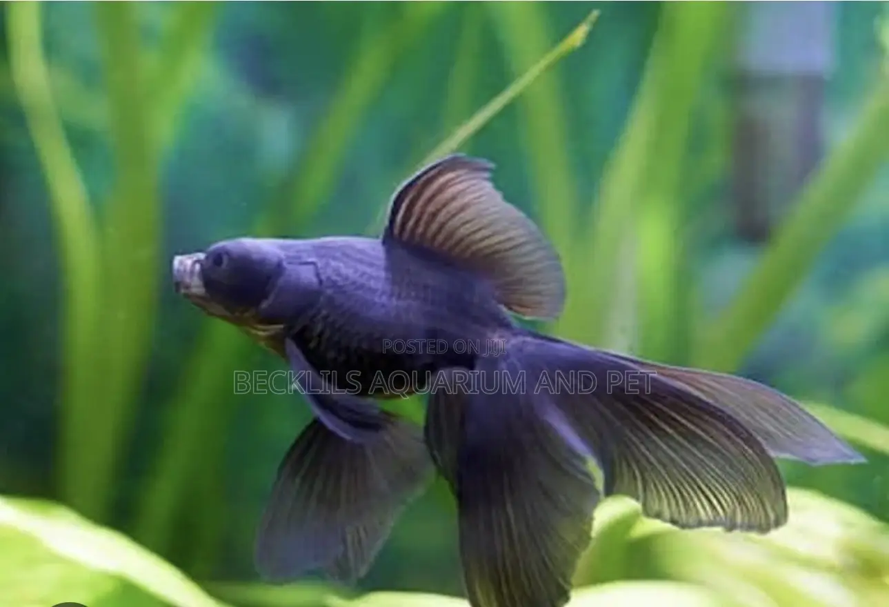 Quality Black Moor Golden Fish’S