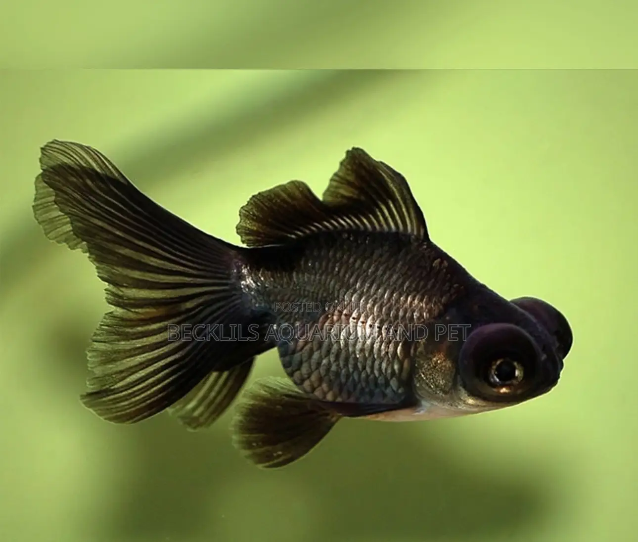 Quality Black Moor Golden Fish’S