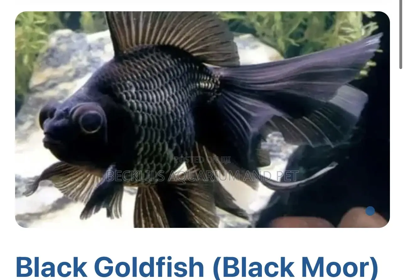 Quality Black Moor Golden Fish’S