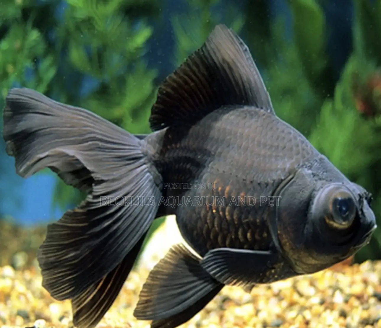 Quality Black Moor Golden Fish’S