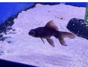 Quality Black Moor Golden Fish’S