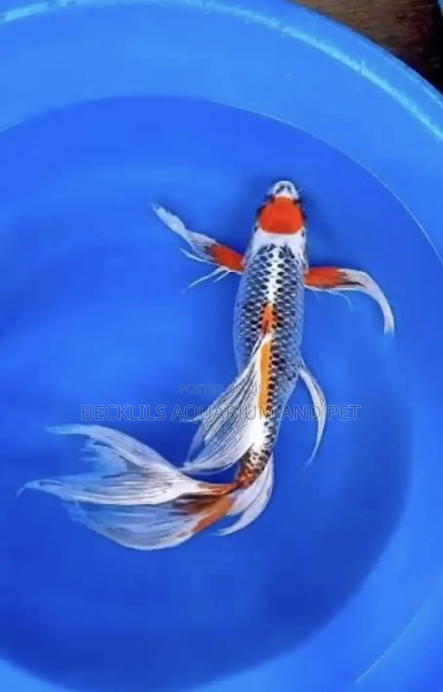 Butterfly Fluffy Koi’S
