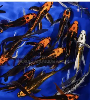 Butterfly Fluffy Koi’S