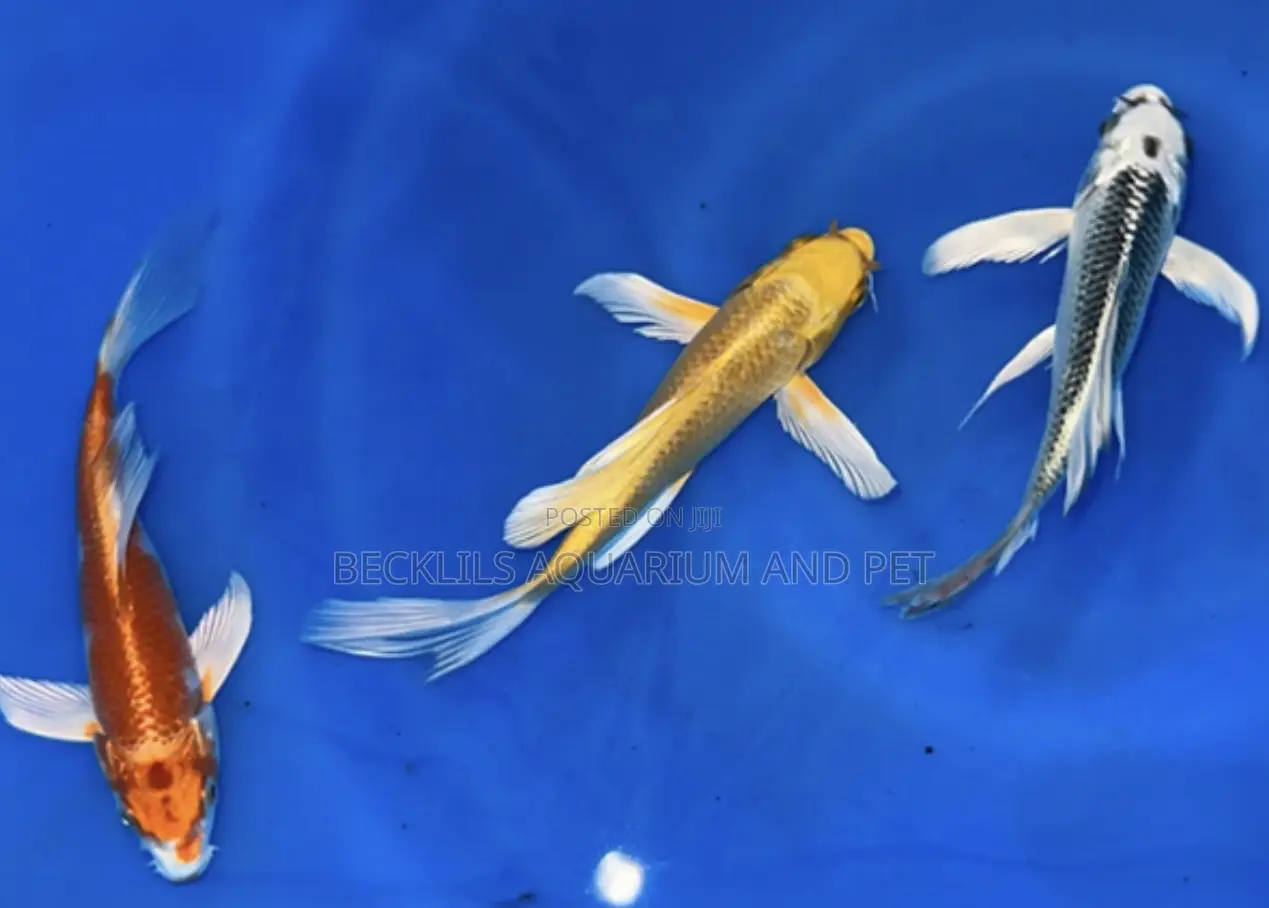 Butterfly Fluffy Koi’S