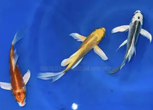 Butterfly Fluffy Koi’S