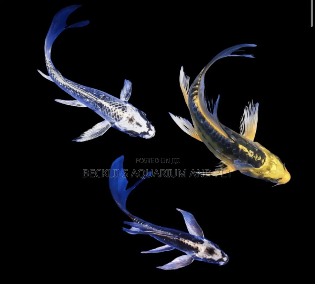 Butterfly Fluffy Koi’S