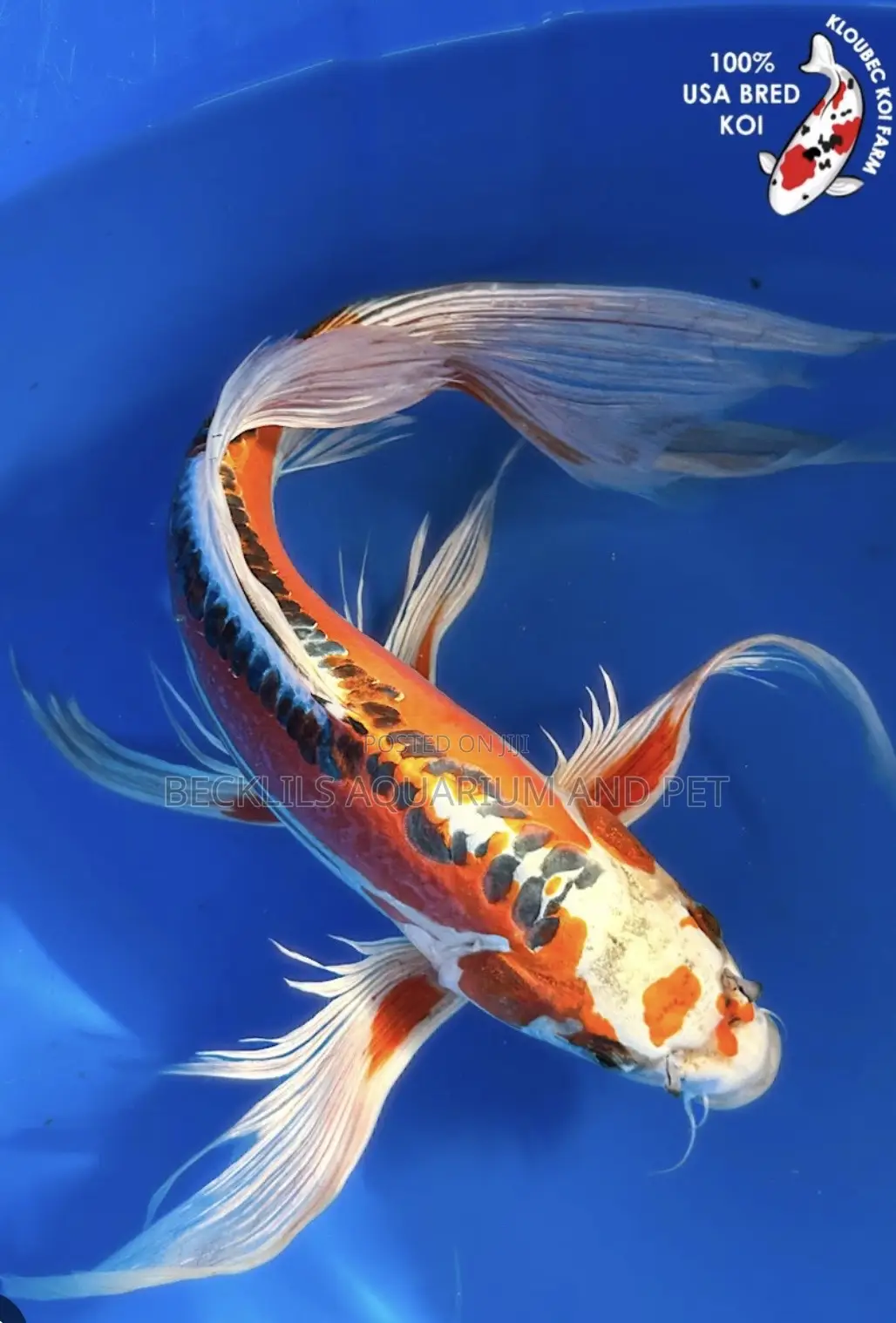 Butterfly Fluffy Koi’S