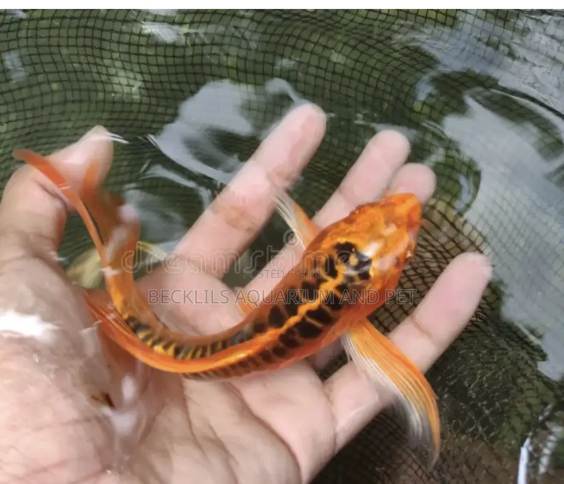 Butterfly Fluffy Koi’S