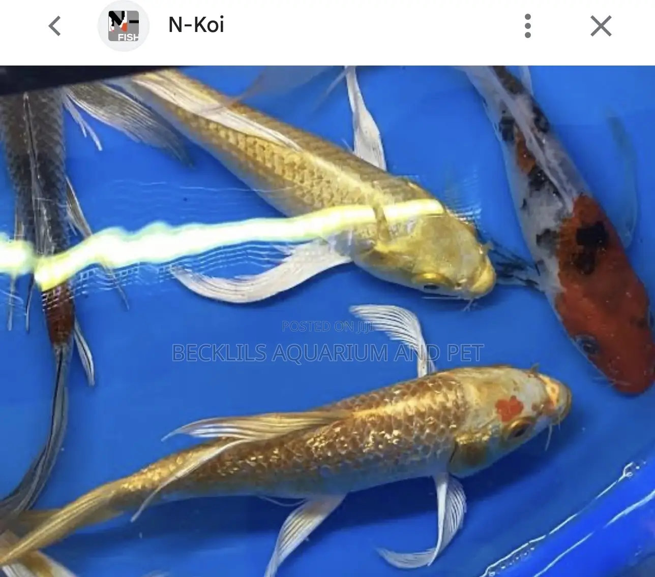 Butterfly Fluffy Koi’S