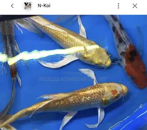 Butterfly Fluffy Koi’S