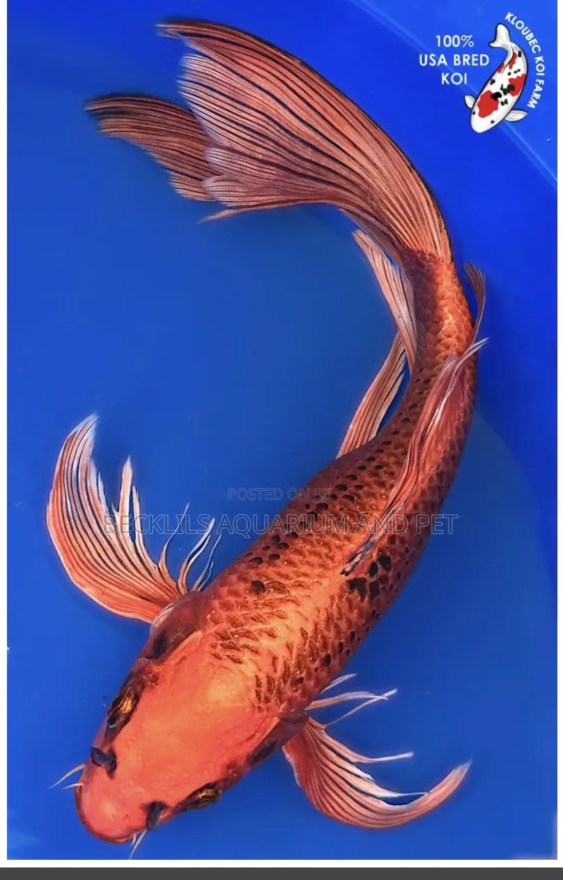 Butterfly Fluffy Koi’S