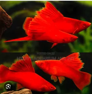 Swordtail Aquarium Fishes