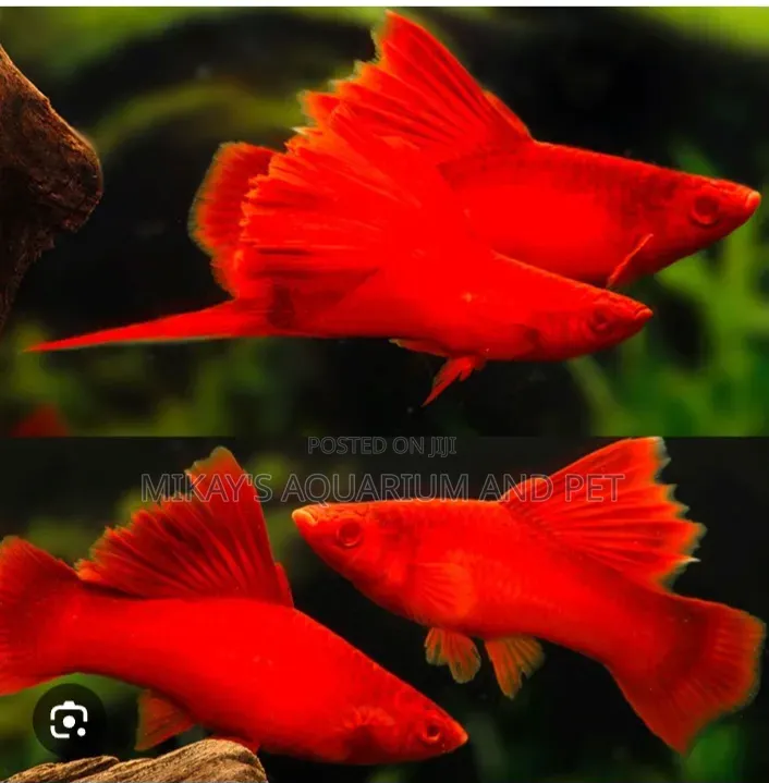 Swordtail Aquarium Fishes