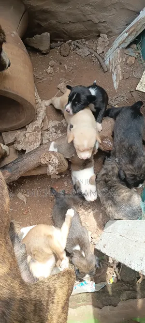 1-3 months Male Mixed Breed Afghan Hound