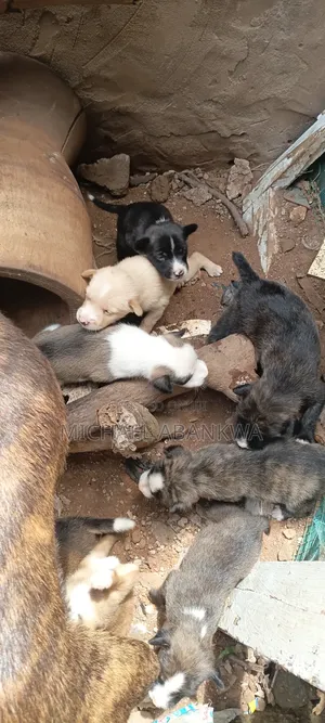1-3 months Male Mixed Breed Afghan Hound