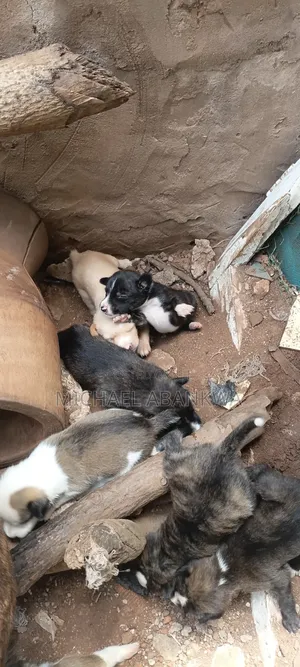 1-3 months Male Mixed Breed Afghan Hound