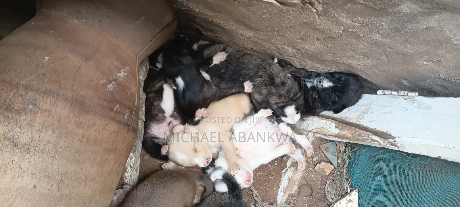 1-3 months Male Mixed Breed Afghan Hound