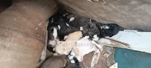 1-3 months Male Mixed Breed Afghan Hound