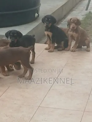1-3 months Female Purebred Doberman Pinscher