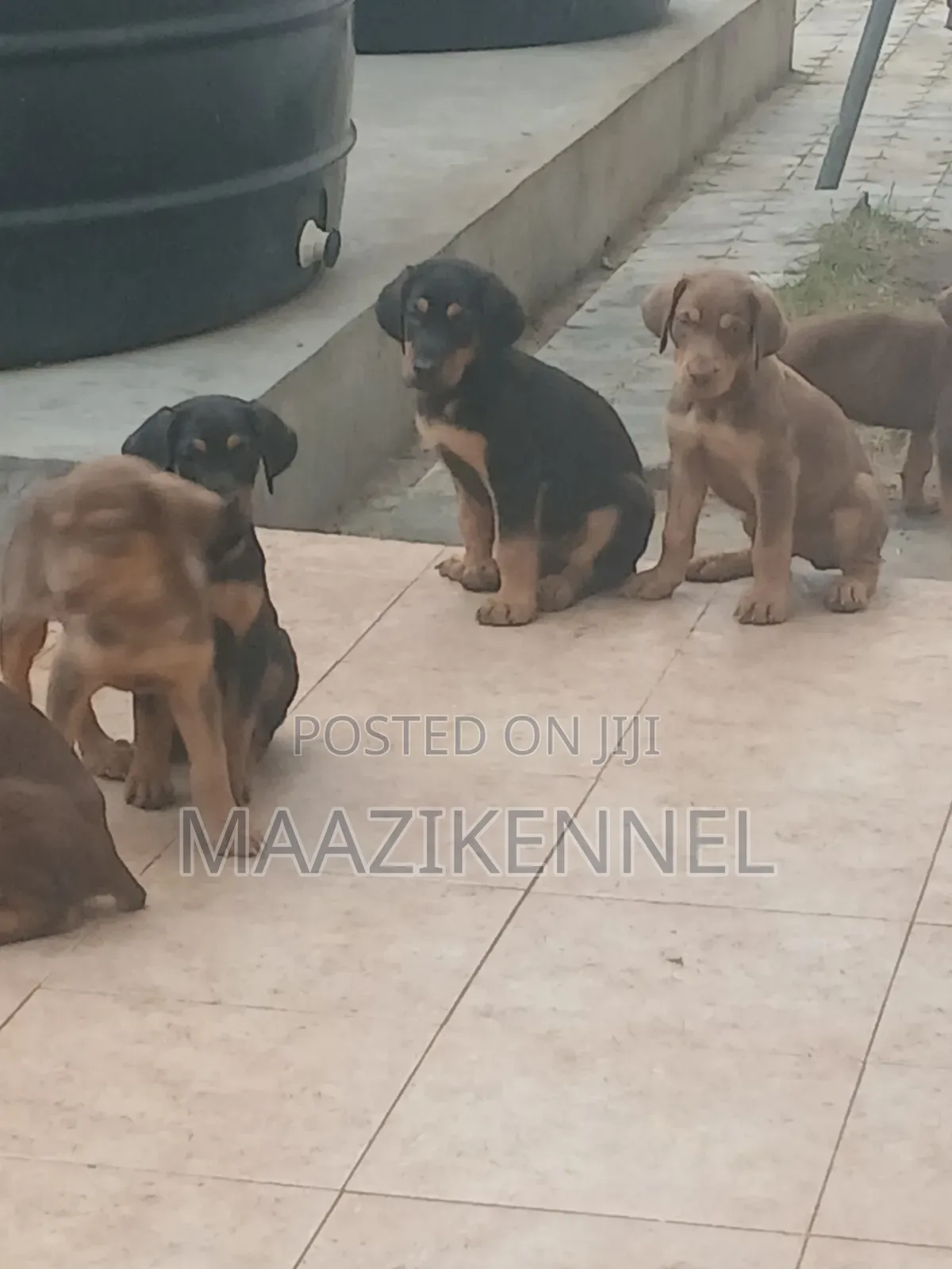 1-3 months Female Purebred Doberman Pinscher