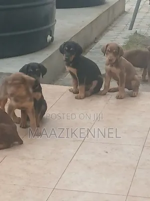 1-3 months Female Purebred Doberman Pinscher