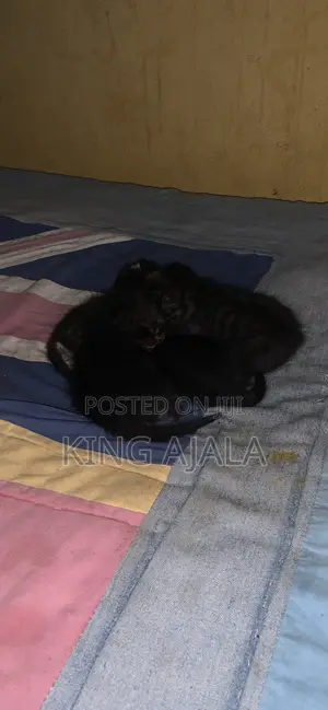 0-1 month Female Purebred Cat
