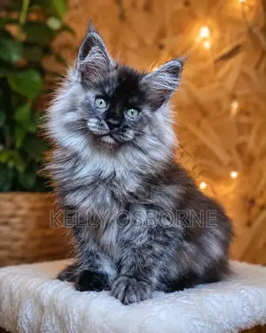 1-3 months Male Purebred Maine Coon