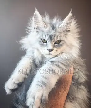 1-3 months Male Purebred Maine Coon