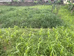 Plot of Land for Sale at Haasto Boshye No Litigation