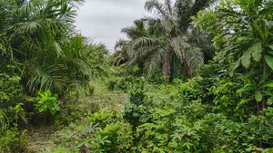 3000+ Acres Farm Land at Gomoa and Swedru for Sale