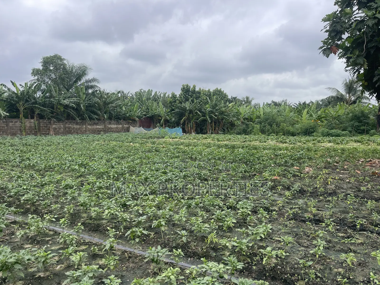 Plot of Land for Sale at Dome Pillar2 No Litigation or Land Guard