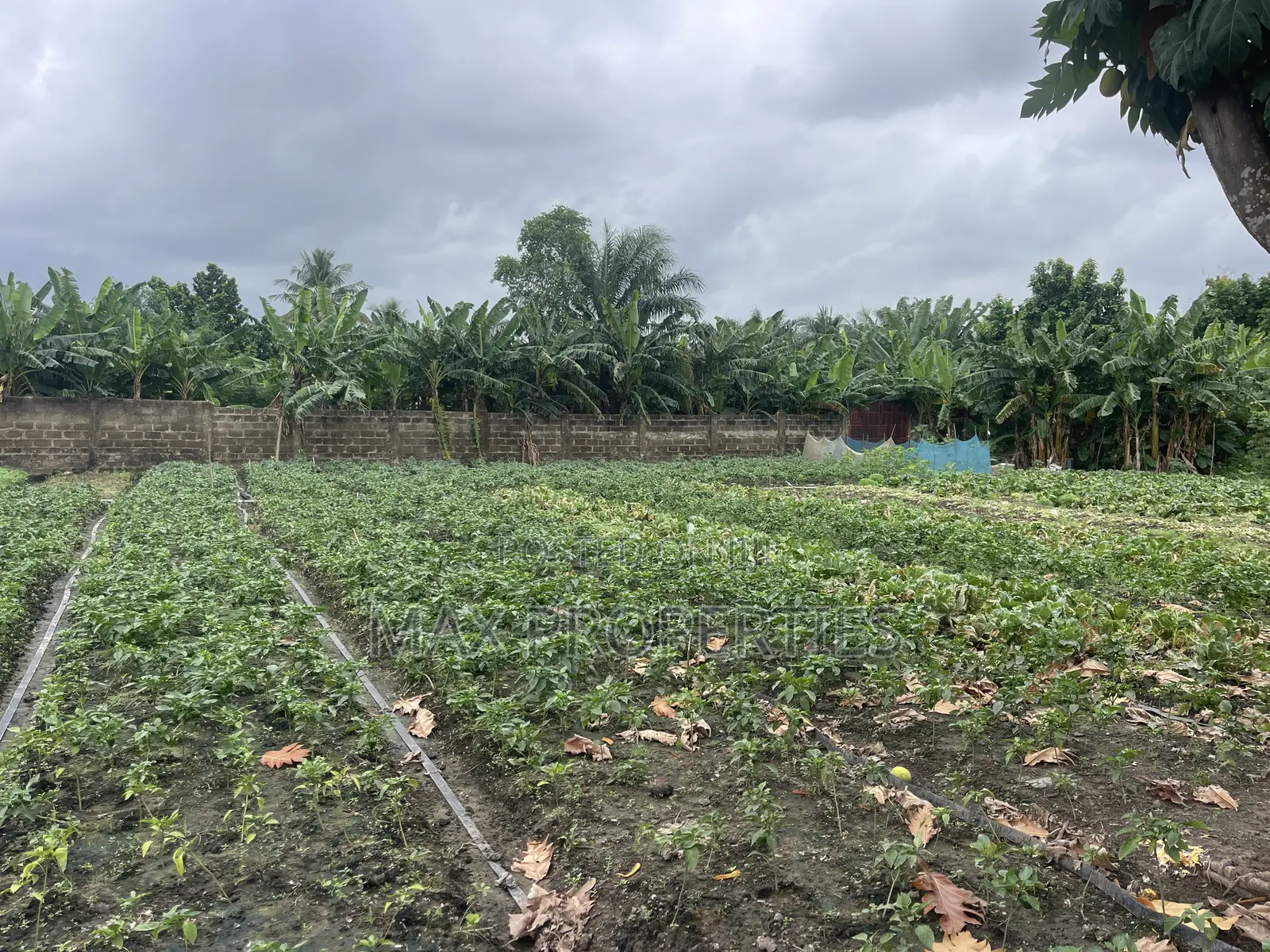 Plot of Land for Sale at Dome Pillar2 No Litigation or Land Guard