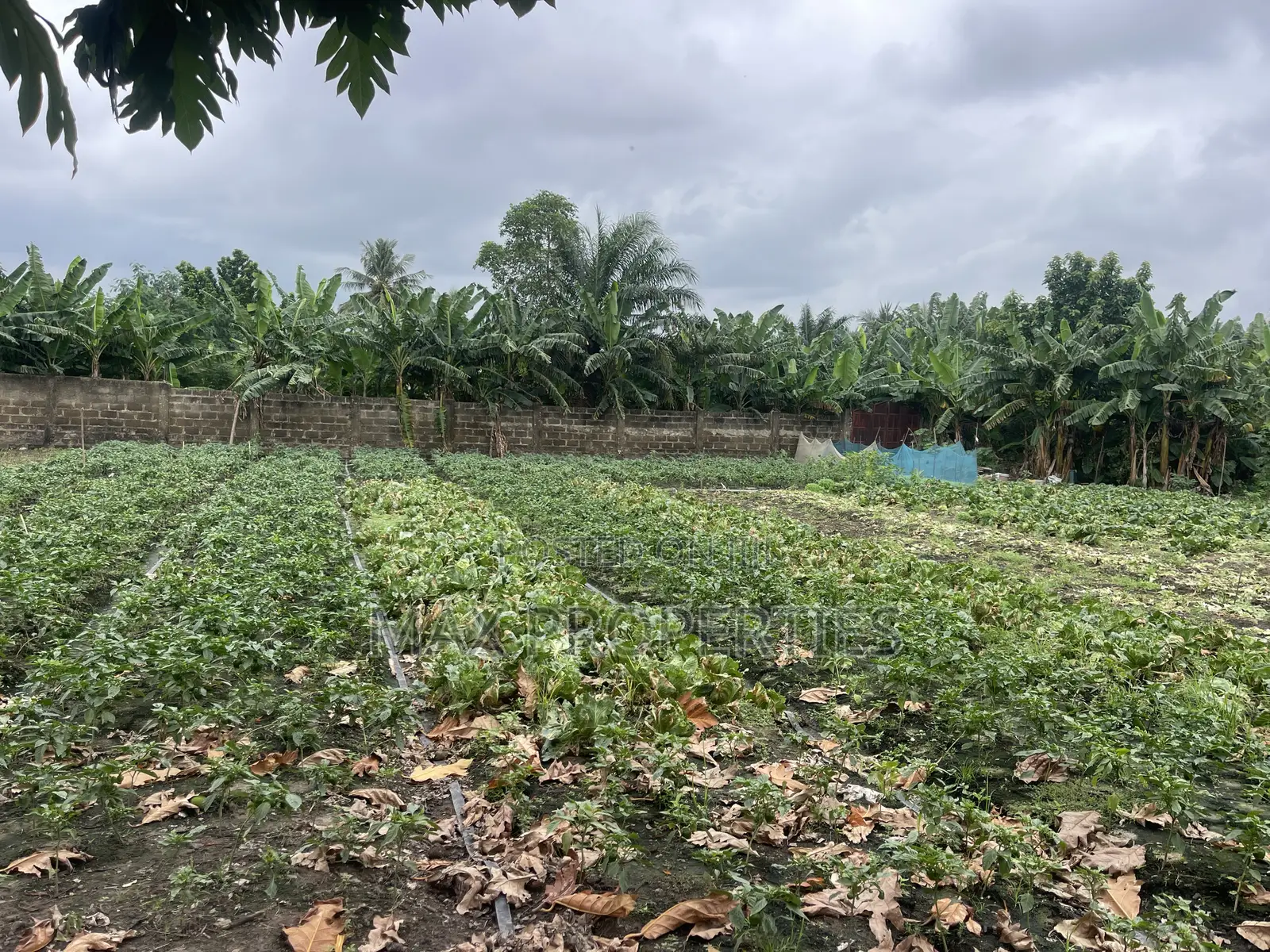 Plot of Land for Sale at Dome Pillar2 No Litigation or Land Guard
