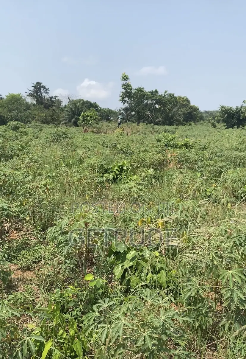 30000+ Acres Farm Lands at Kintampo-Bono East Region