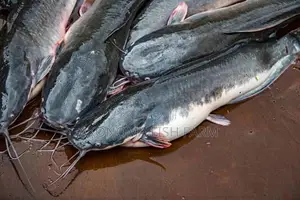 Fresh Catfish for Sale