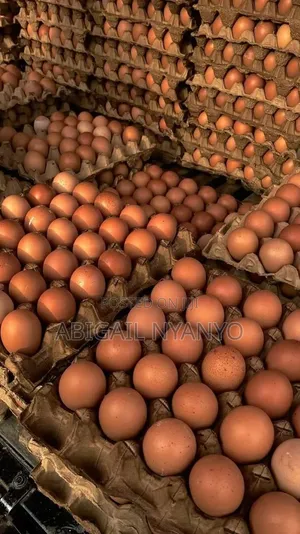 Fresh Eggs