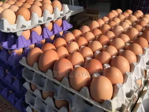 Fresh Eggs