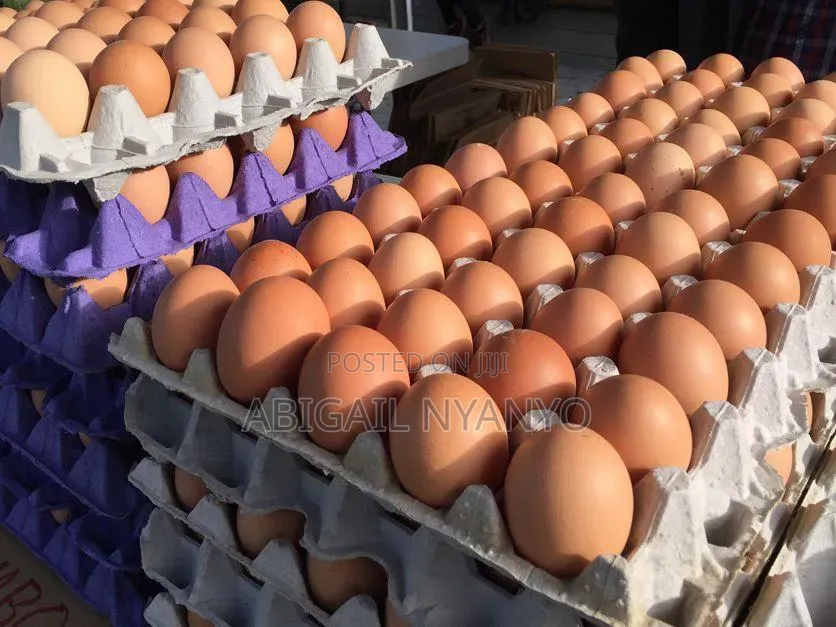 Fresh Eggs