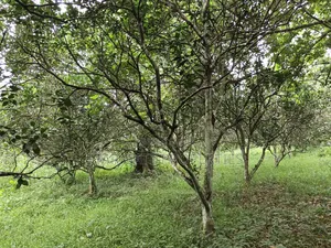 10 Acres Cocoa Orange Farm for Sale at Ejisu Kubease ( Ejisu Accra)