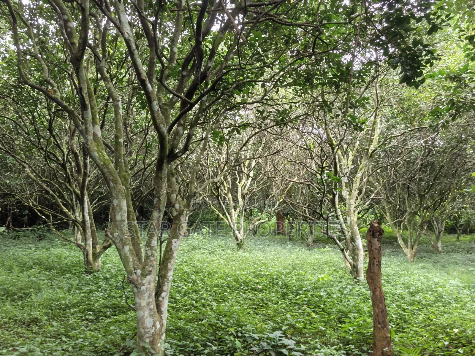 10 Acres Cocoa Orange Farm for Sale at Ejisu Kubease ( Ejisu Accra)