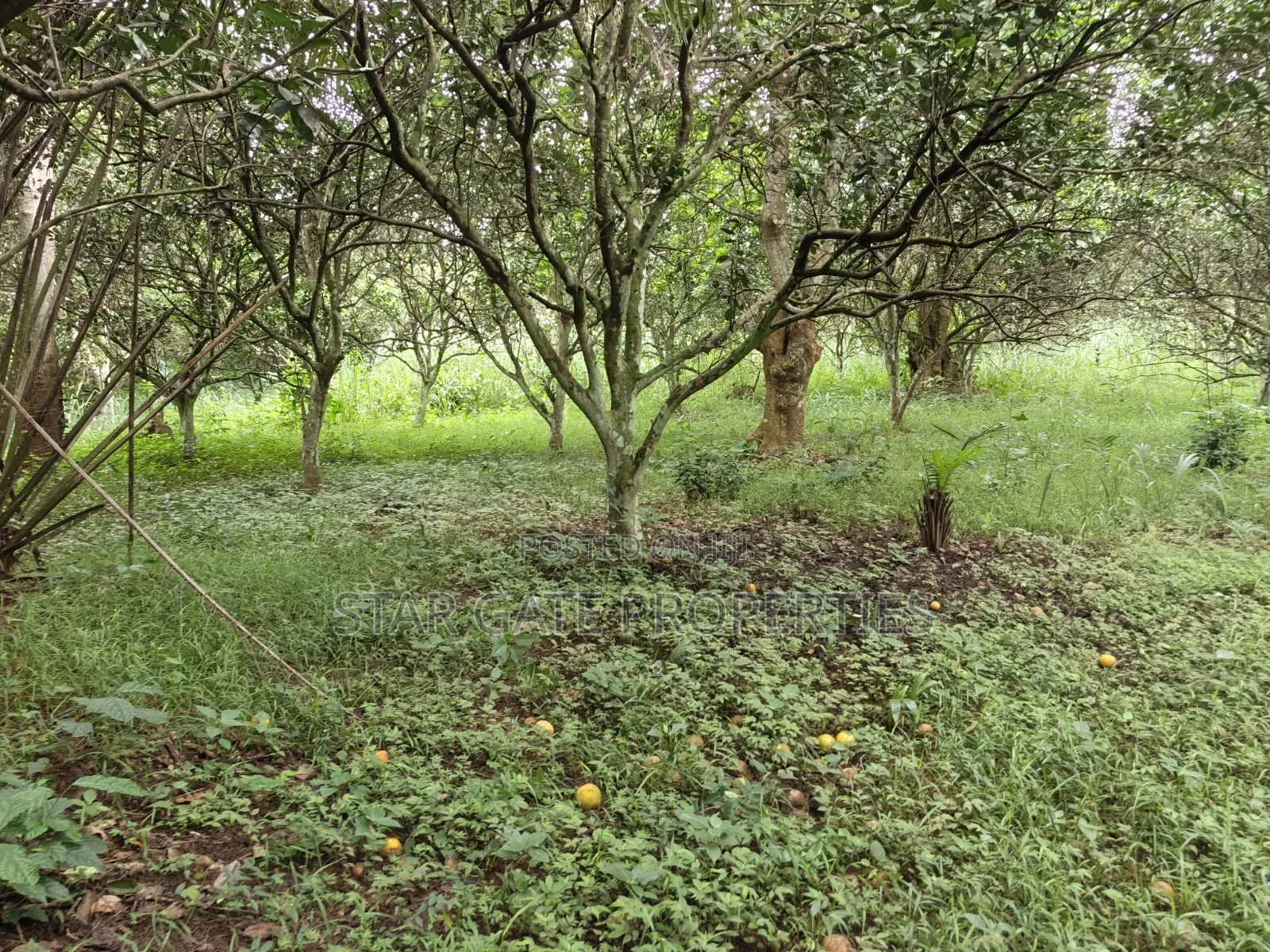 10 Acres Cocoa Orange Farm for Sale at Ejisu Kubease ( Ejisu Accra)