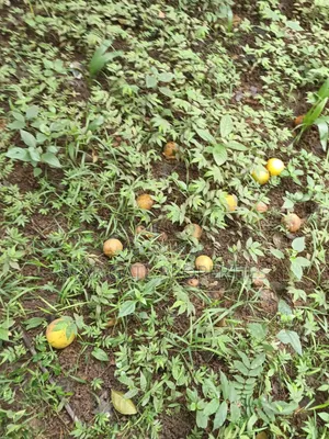 10 Acres Cocoa Orange Farm for Sale at Ejisu Kubease ( Ejisu Accra)