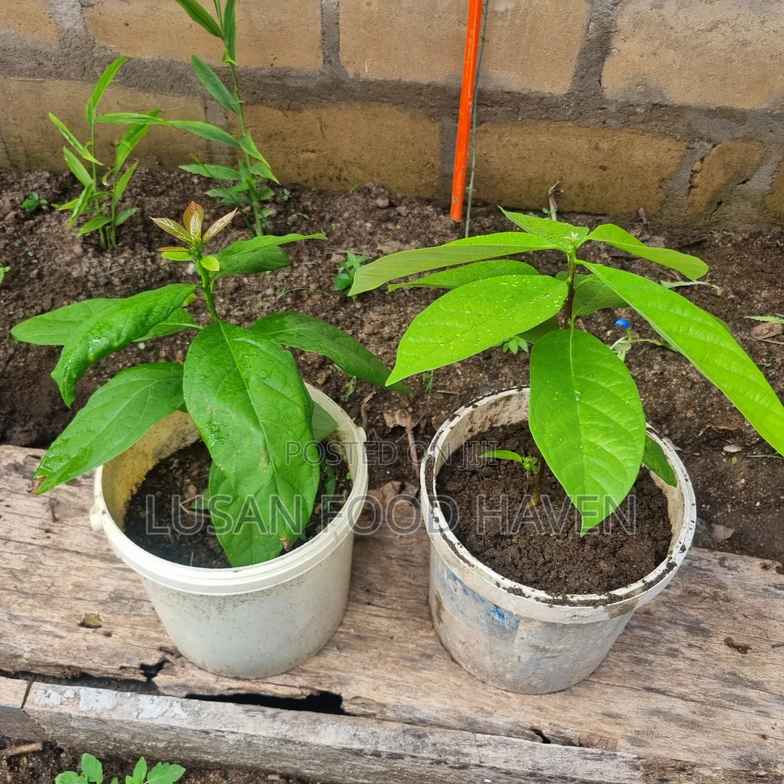 Avocado Seedling