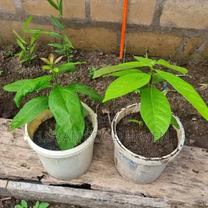 Avocado Seedling