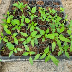 Bell Pepper Seedlings