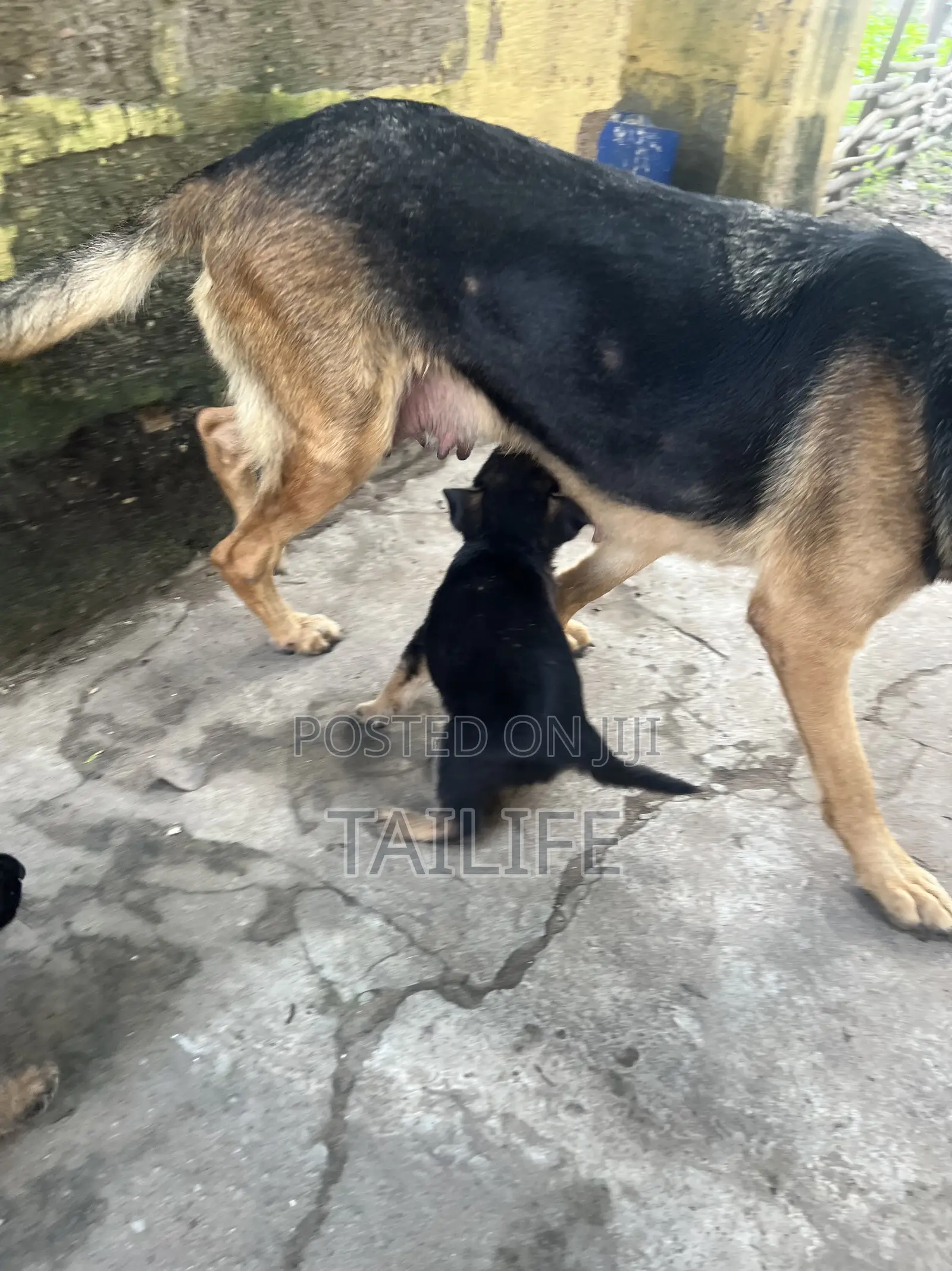 1-3 months Male Purebred German Shepherd